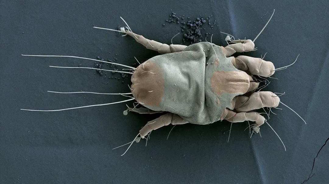 Can You See Dust Mites With the Human Eye