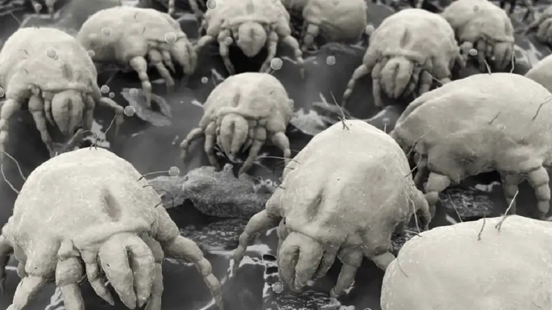 Are Dust Mites Harmful To Humans