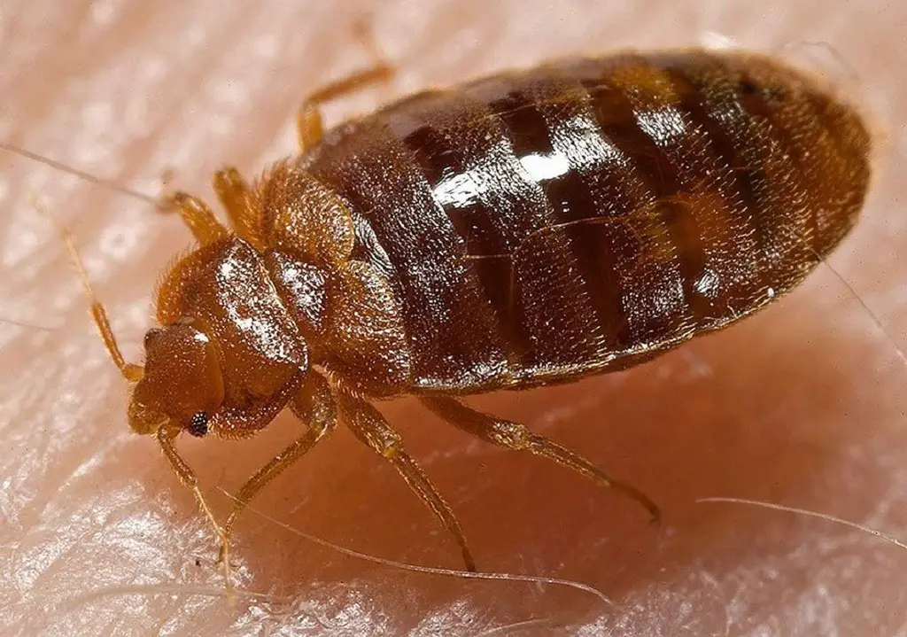 Can Uv C Light Kill Bedbugs Shedding Light On The Truth Simple Clean Home